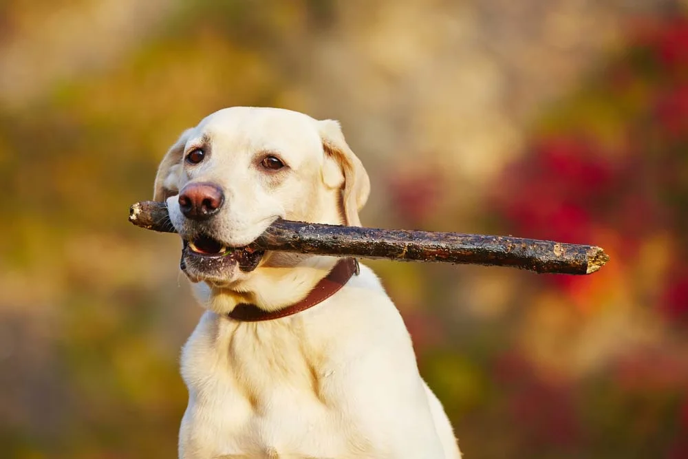 Cachorro brincalhão: o Labrador é um clássico exemplo disso