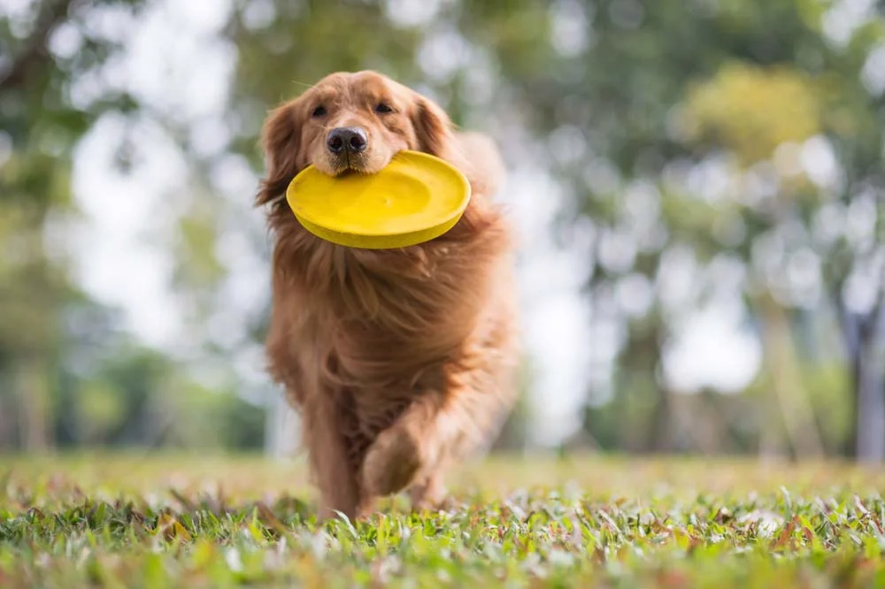 Uma das raças de cachorro grande que fazem sucesso e é muito brincalhona é o Golden Retriever