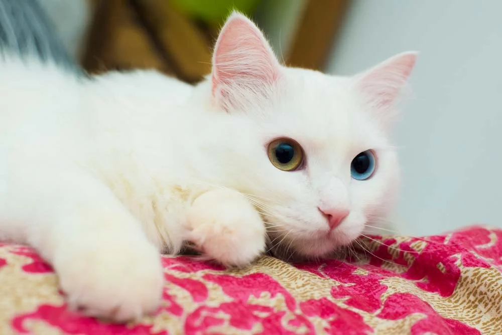 O filhote de gato Angorá pode ter um olhinho de cada cor