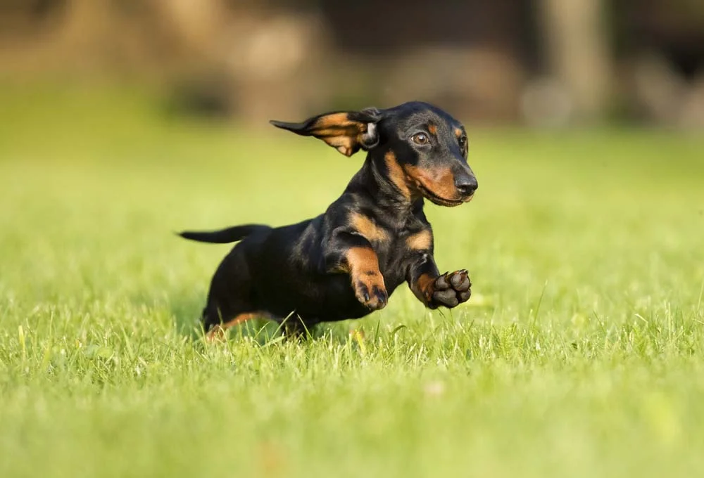 O Dachshund é outro cachorro pequeno, mas com orelhas longas e baixas