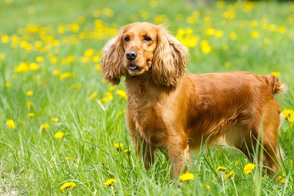 Já o Cocker Spaniel é uma raça de cachorro médio. Ele tem orelhas compridas e pelo longo!