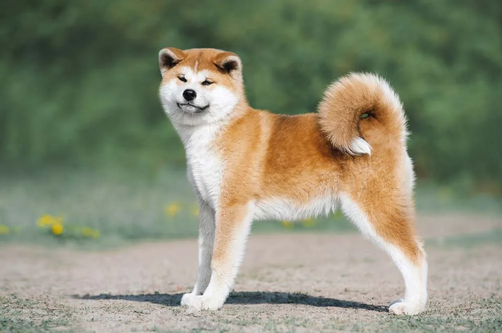 O Akita é um cachorro brincalhão que precisa de um espaço enriquecido, além de passeios frequentes