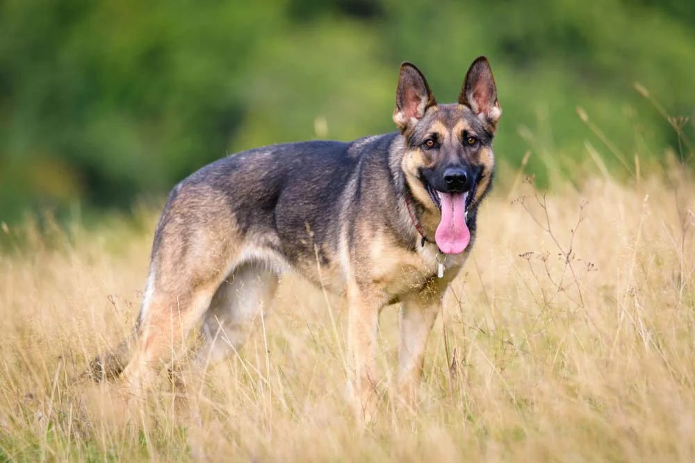 Raças de cachorro grande: o Pastor Alemão tem orelhas pontiagudas