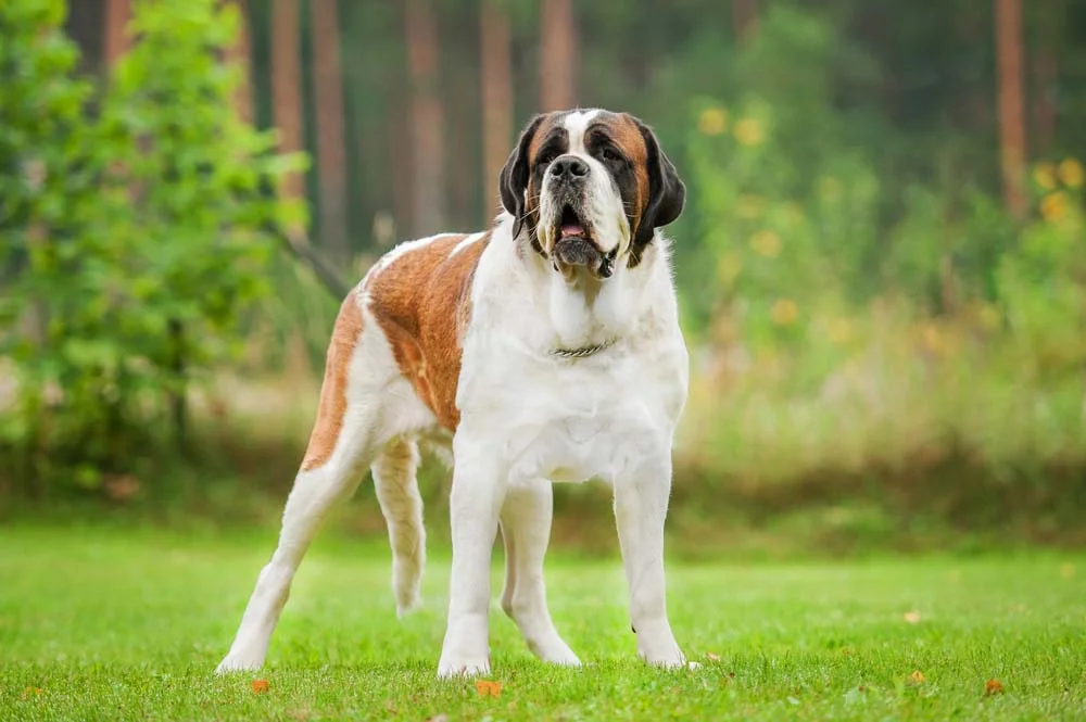 A raça de cachorro São Bernardo é considerada gigante, com orelhas mais baixas