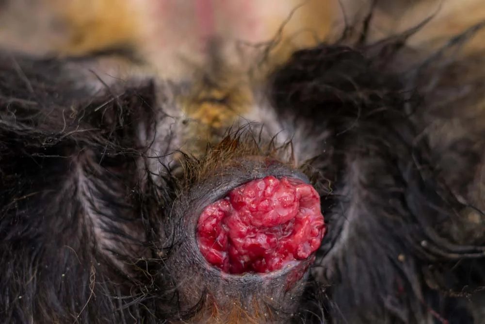Essa é a aparência do tumor venéreo transmissí­vel em cães