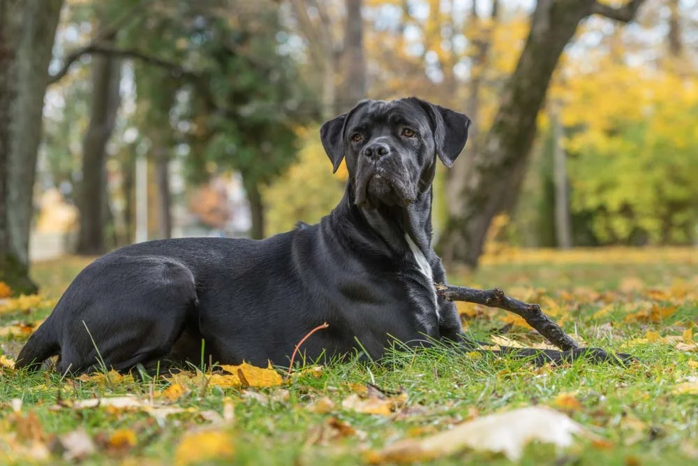 O Cane Corso é uma raça de cachorro gigante, com pelos curtos e lisos