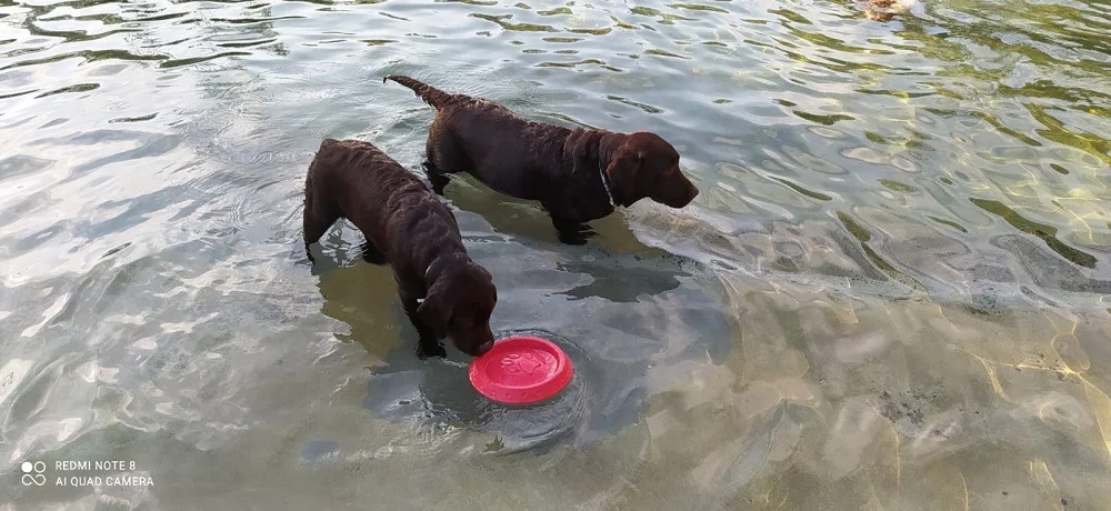 Hotel pet friendly: a Joana e o Zuzu também adoram viajar e brincar na água