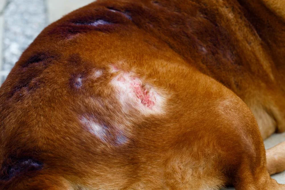Escabiose: imagens mostram como a doença deixa feridas no corpo do cachorro