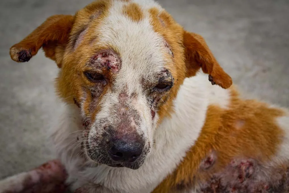 Fotos de cachorro com sarna demodécica mostram que a região da face é uma das mais afetadas
