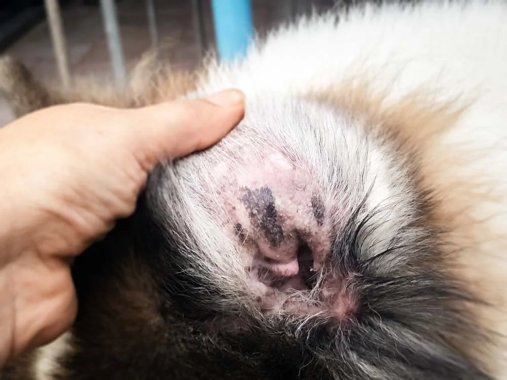 Sarna em cachorro de ouvido causa feridas na região e pode desencadear a otite