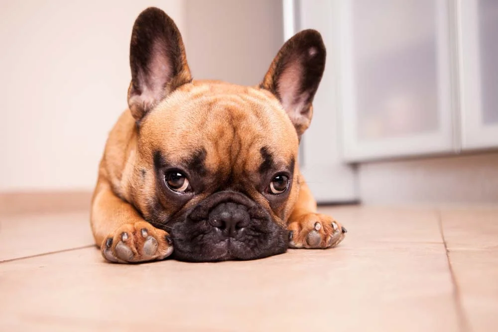 Se você buscar um cachorro para comprar que seja fiel e fofo, o Bulldogue Francês é perfeito