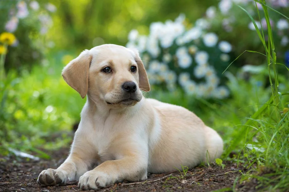 A maioria dos brasileiros ama comprar um cachorro Labrador, já que sua alegria é contagiante