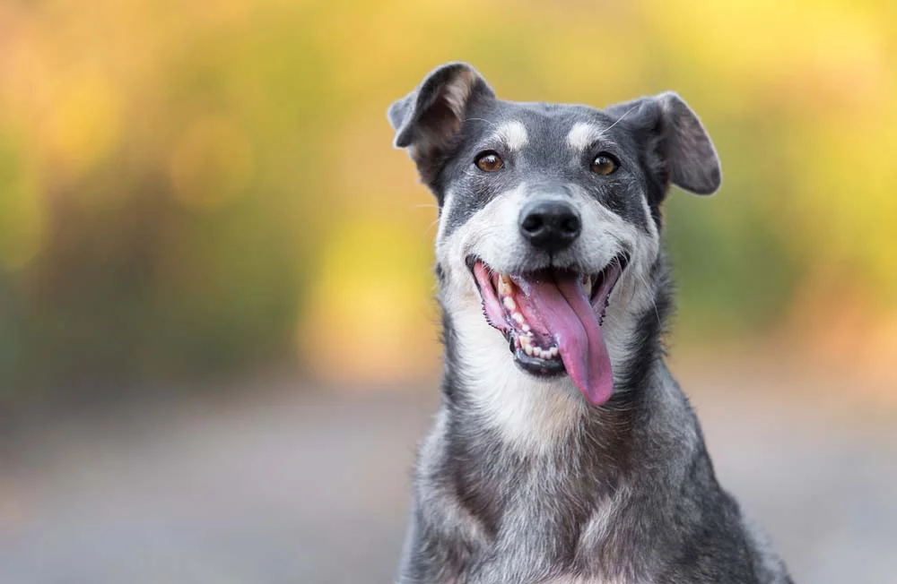 Nas fotos de cachorro Vira-Lata, a língua de fora é uma marca regstrada de alegria