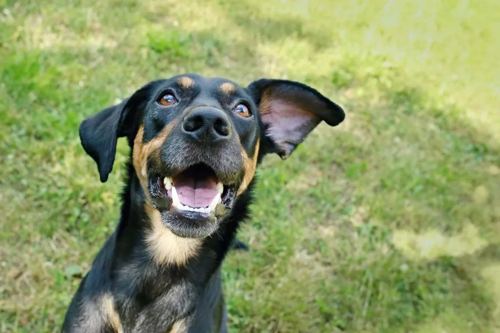 Como tirar foto de cachorro vira-lata engraçada? Imite uma selfie que o resultado será hilário!