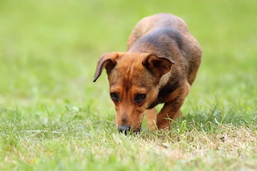 Foto de cachorro em momentos desprevenidos mostram o jeitinho doce do vira-lata