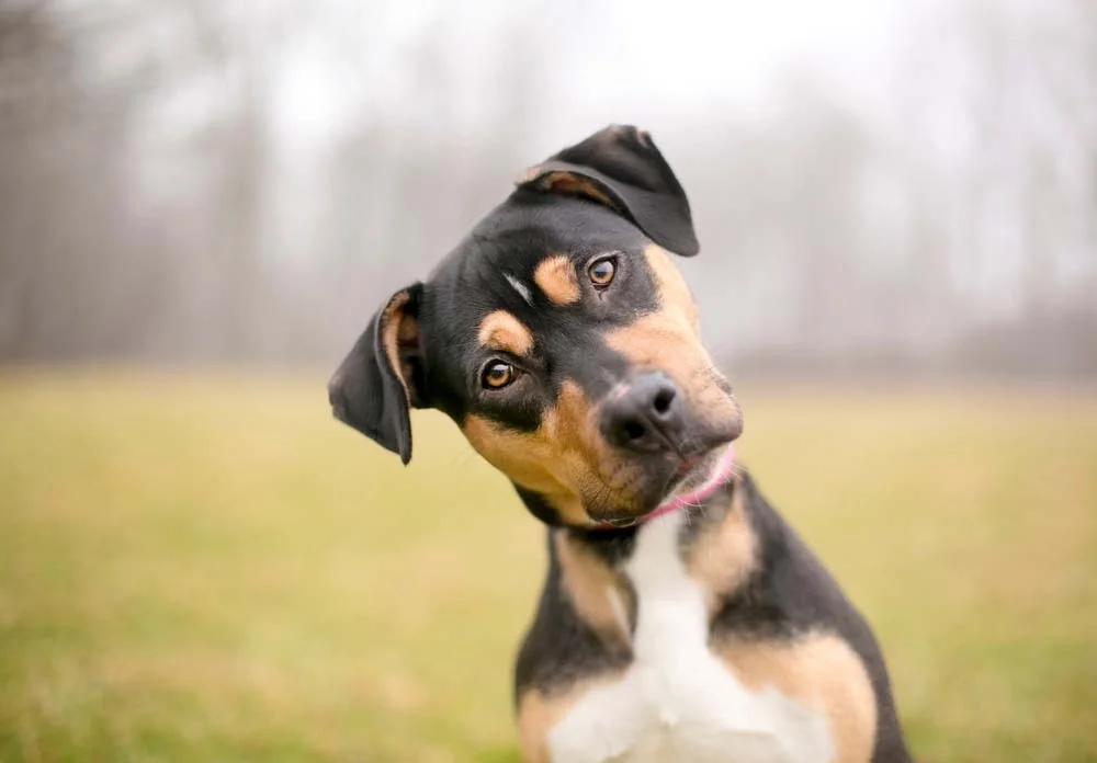 Fotos de cachorro vira-lata mostram como a raça é diversa e pode ter as mais diversas cores
