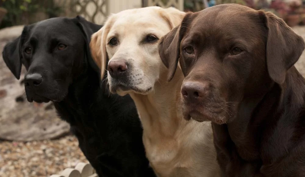 Além do clássico bege, fotos de cachorro Labardor mostram as outras cores que cães da raça podem ter