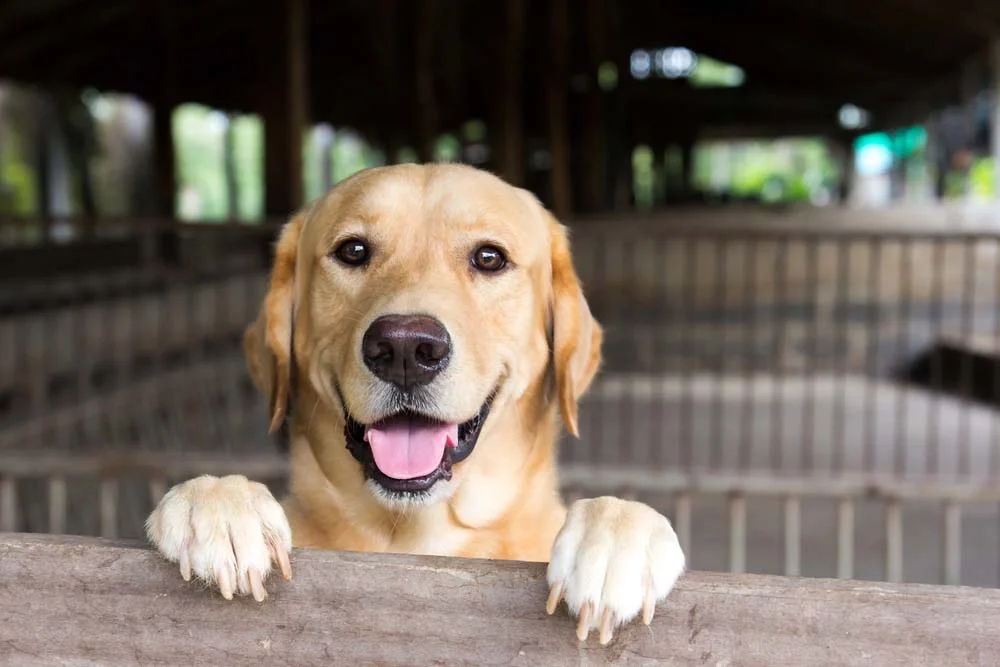 Fotos de cachorro Labrador mostram a natureza alegre da raça
