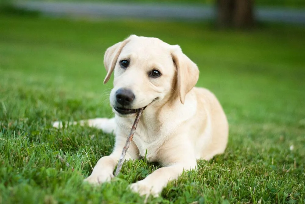 Olhando essas fotos de cachorro Labrador filhote só dá mais vontade de adotar um cãozinho da raça