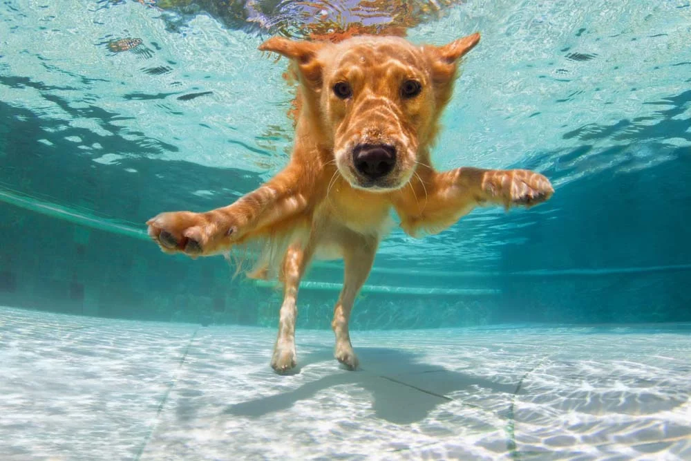 Fotos de cachorro Labrador nadando mostram como a raça ama água