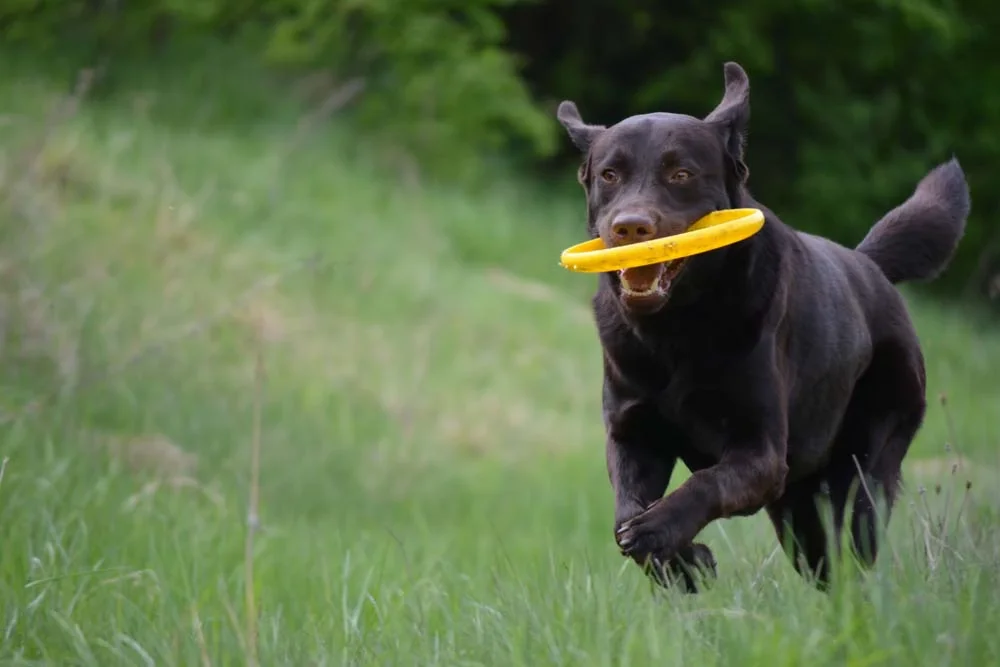 O Labrador ama correr e brincar, então aproveite o passeio para tirar uma bela foto de cachorro