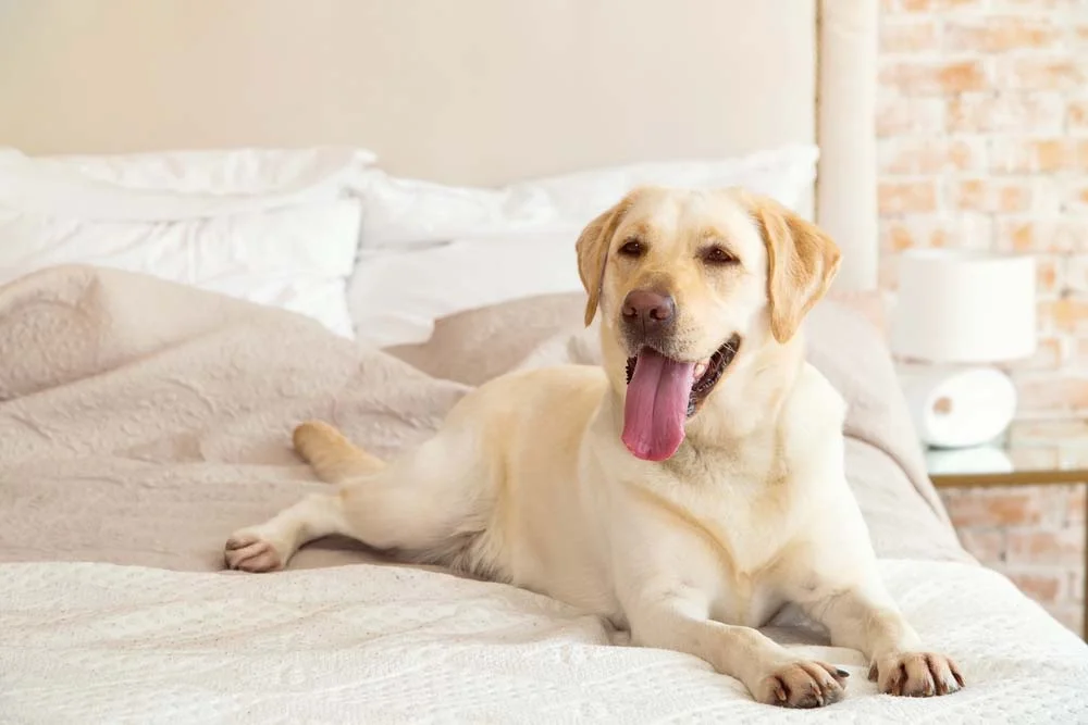 Ter um cachorro Labrador em casa é garantia de um companheiro fiel para a vida toda