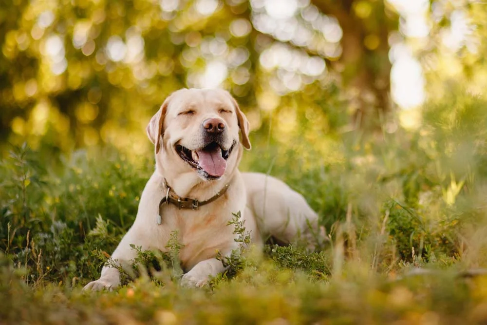 Não tem jeito: fotos de cachorro Labrador sempre vão sair com um sorrisão no rosto
