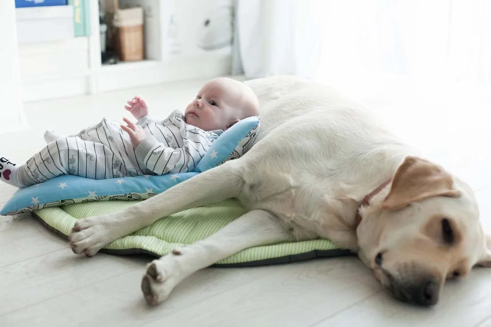 Raça de cachorro: bebê amará a companhia de um Labrador