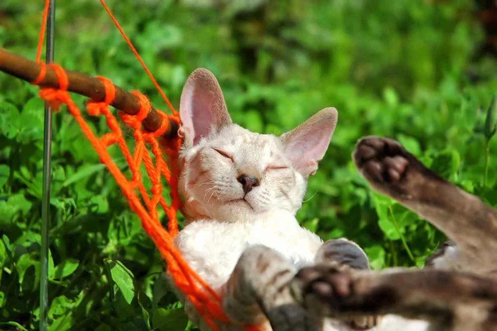 A rede de crochê para gatos pode ser feita por você mesmo em casa