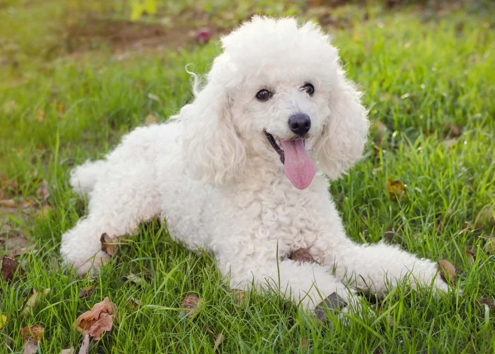 Fotos de cachorros de raça Poodle mostram toda a fofura desses peludinhos encaracolados