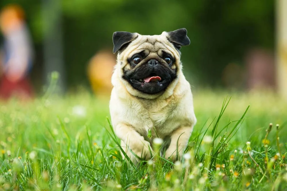 As bochechas são a característica mais marcante nas fotos de cachorros de raça Pug