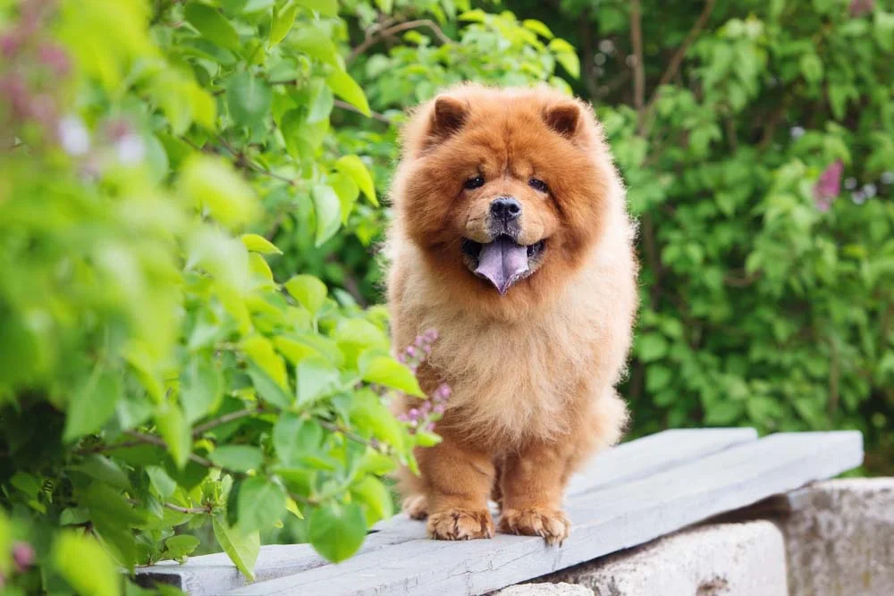Fotos de cachorros de raça Chow Chow ou de um leão? A juba peluda é um traço marcante da raça!