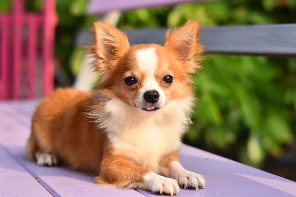 Impossível não se apaixonar pelo charme e fofura das fotos de cachorros de raça Chihuahua