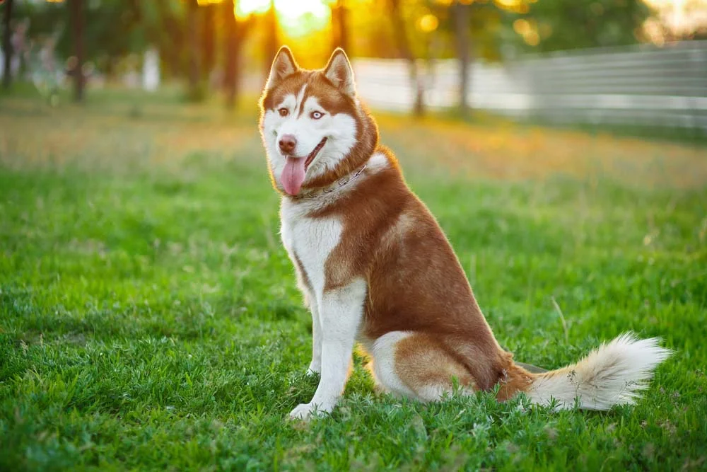 Uma foto de cachorro Husky Siberiano deixa qualquer um admirado com seu porte e beleza