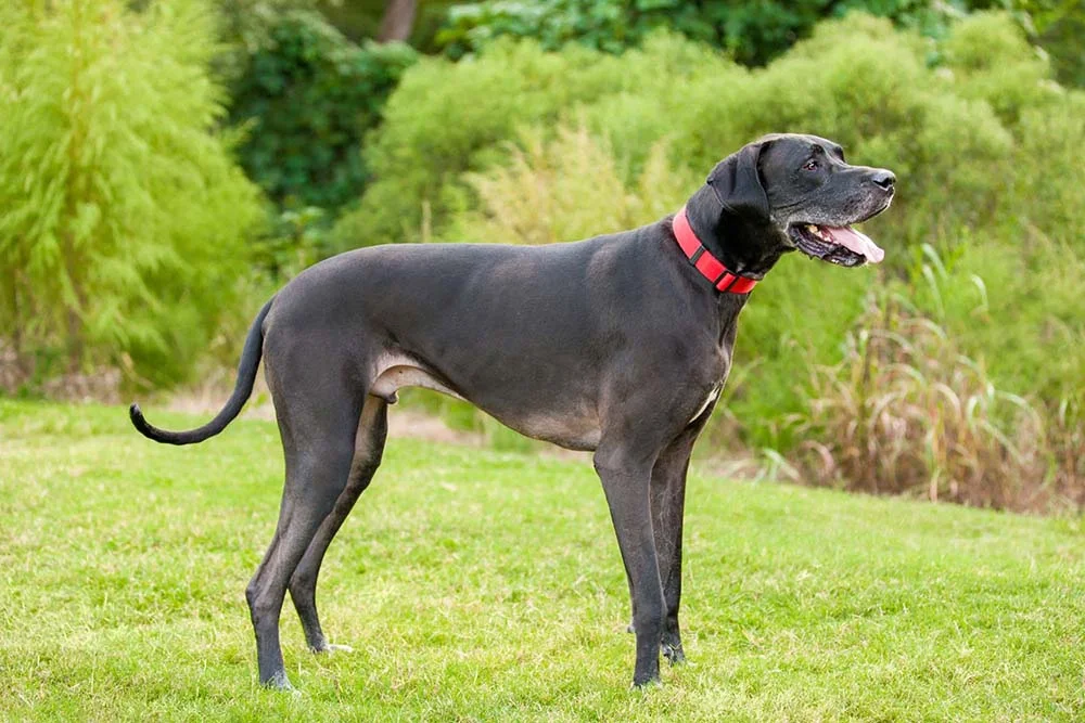 Fotos de cachorros grandes precisam contar com o Dogue Alemão, raça do maior cão do mundo