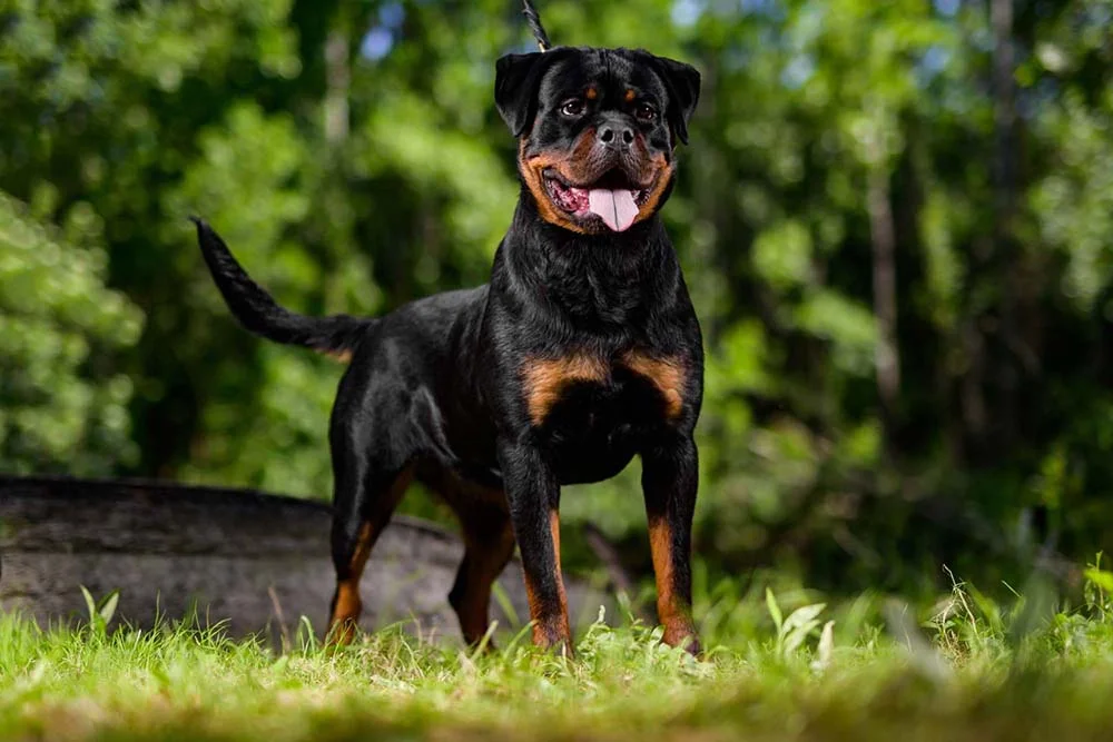 O Rottweiller é uma das raças de cachorro grande mais adotadas pelos brasileiros