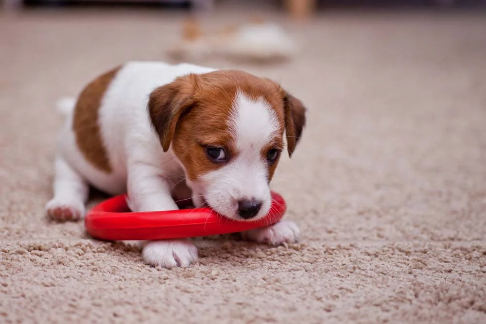 Fotos de cachorros filhotes com seus brinquedinhos mostram como eles amam uma diversão