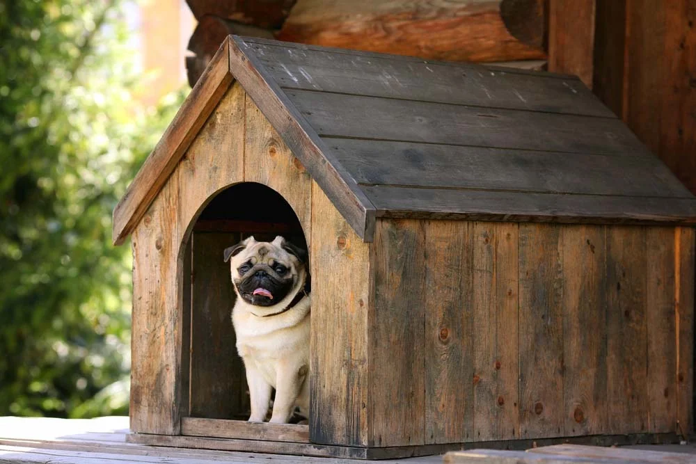 A casinha de cachorro de madeira é mais resistente e deixará o seu cachorro bem protegido do frio e calor, se for o caso, mas não é recomendada para pegar chuva.