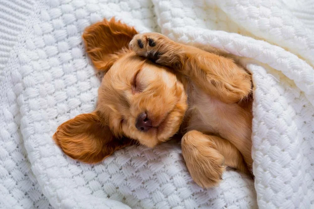 Fotos de cachorros filhotes conseguem ser fofas até quando retratam apenas uma soneca