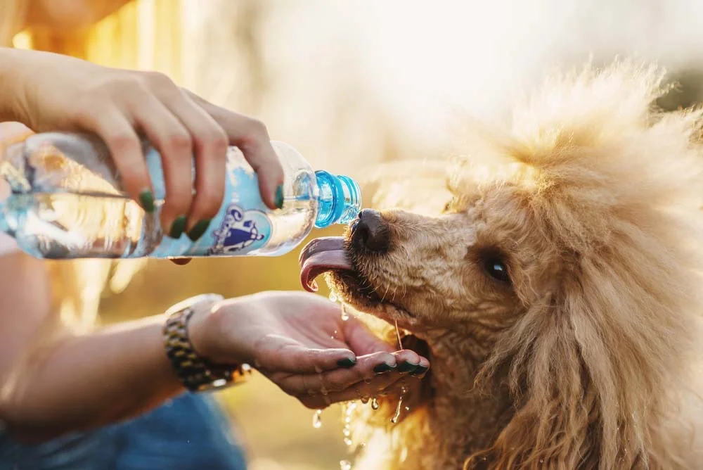Qualquer foto de cachorro peludo fica charmosa, até quando o pet está matando a sede