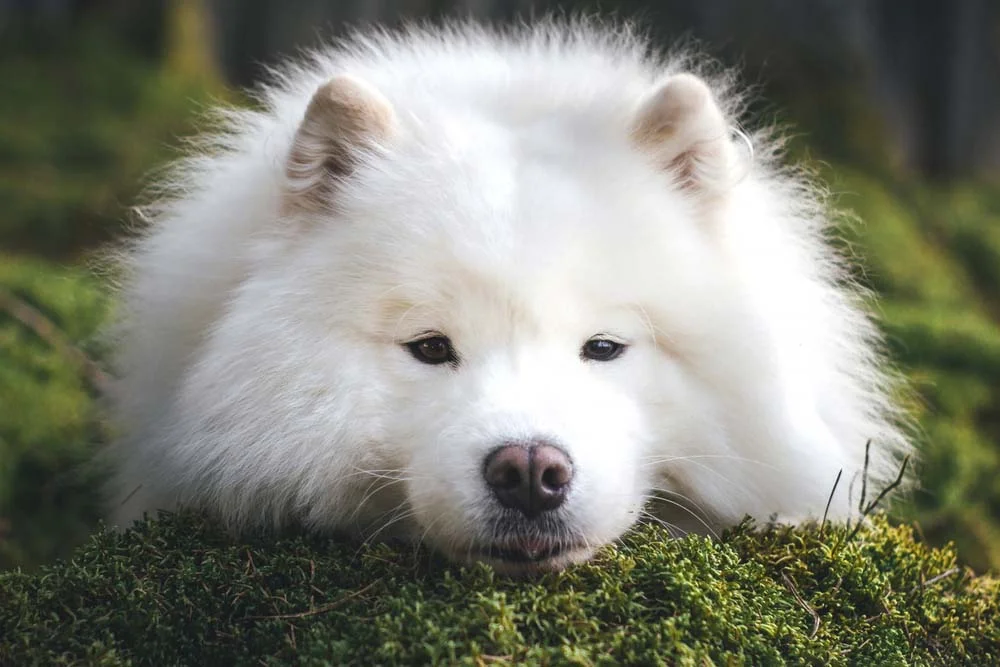 O cachorro Samoieda é praticamente uma bolinha de pelos branca