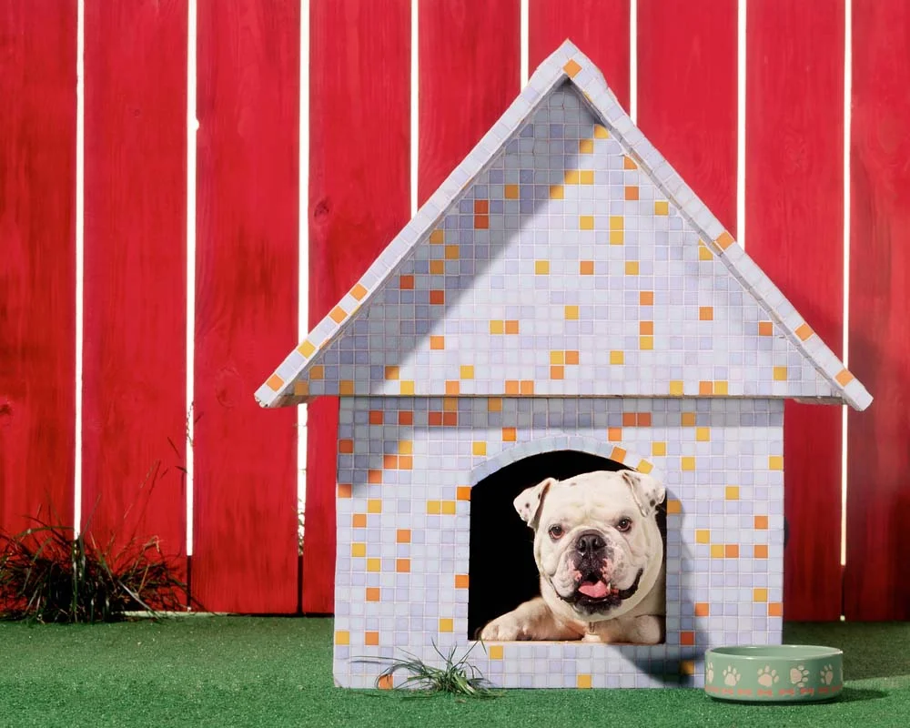 A casinha de cachorro pode ser personalizada e bem colorida. Escolha a melhor opção para o seu pet!
