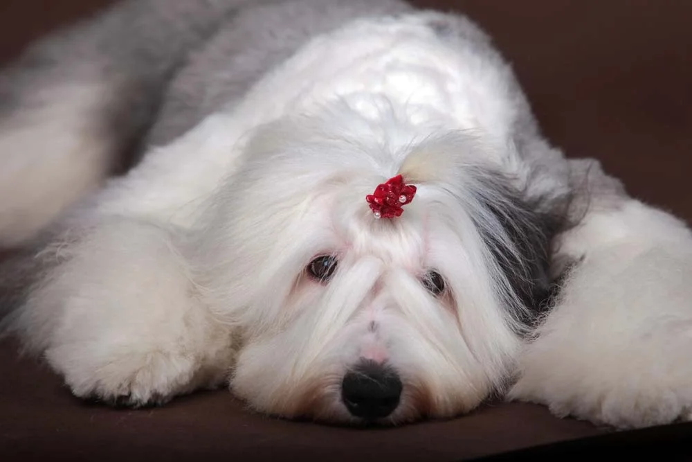 Colocar um enfeite no pet para tirar foto de cachorro peludo pode dar um charme a mais