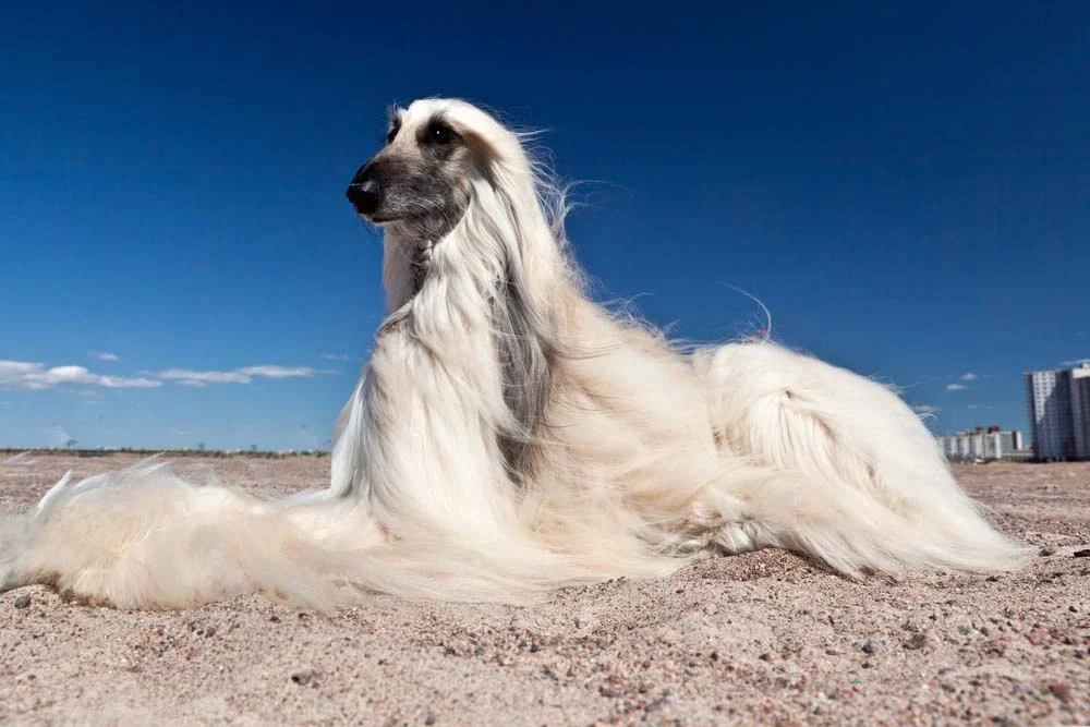 Foto de cachorro peludo: raça Afghan Hound nasceu para modelar