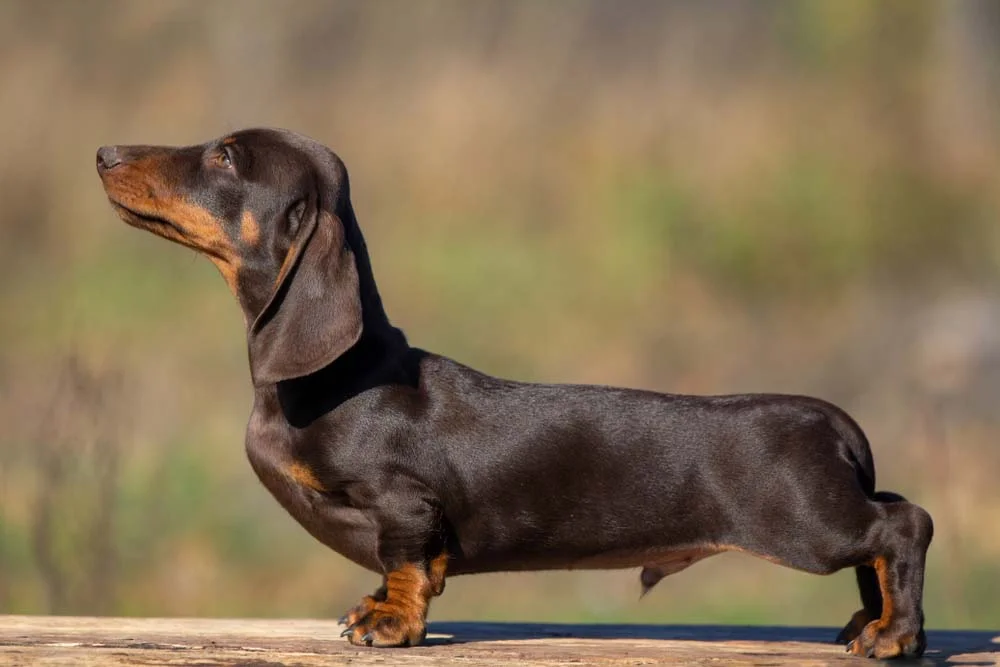 A foto de cachorro Daschshund - ou Salsicha - mostra como o cão da raça é bem baixinho