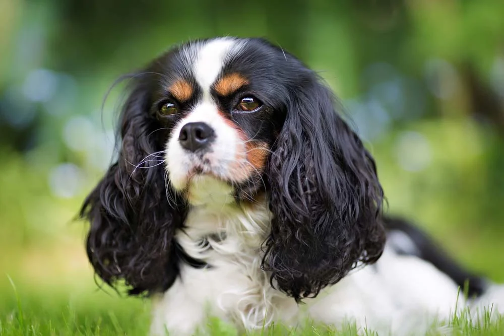 O Cavalier King Charles Spaniel garante fofas fotos de cachorros pequenos, mas com orelha grande e peluda