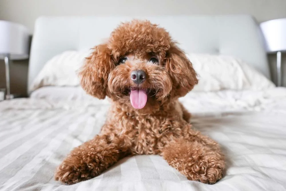 Fotos de cachorros pequenos da raça Poodle Toy trazem a dúvida: é um cão ou um bichinho de pelúcia?