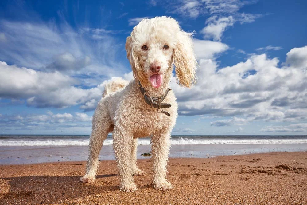 Fotos de cachorro Poodle na praia ficam sensacionais