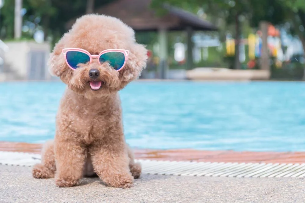 Como não amar fotos de cachorro Poodle usando óculos escuros?