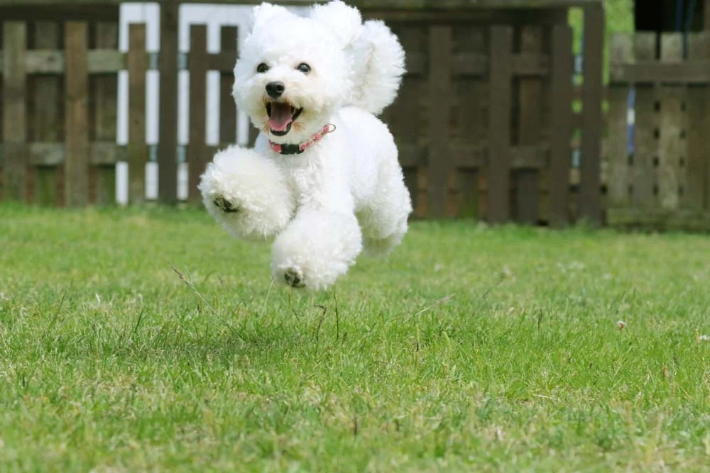 As fotos de cachorro Poodle pulando podem ficar muito legais